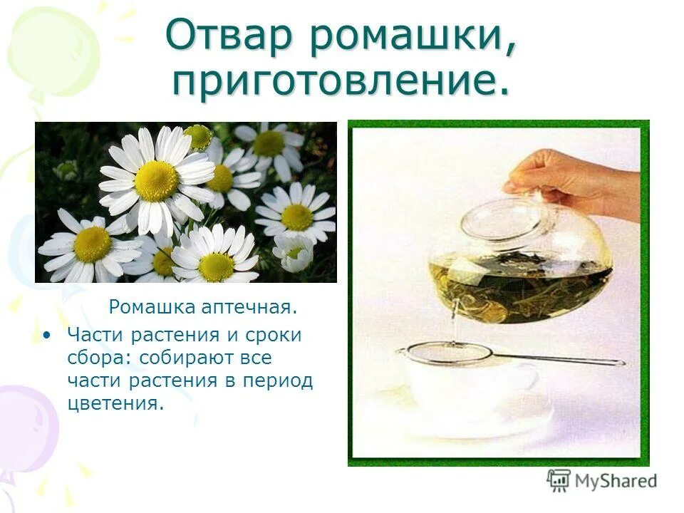 Можно ли пить аптечную ромашку