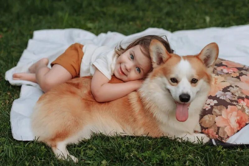 заводчик корги таро