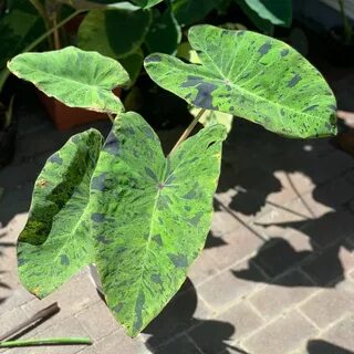 Plant off
