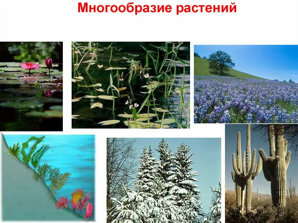 Разнообразие растений 6. Многообразие растений. многообразные растения. среда обитания царства растений. разнообразие растительности в месяц.