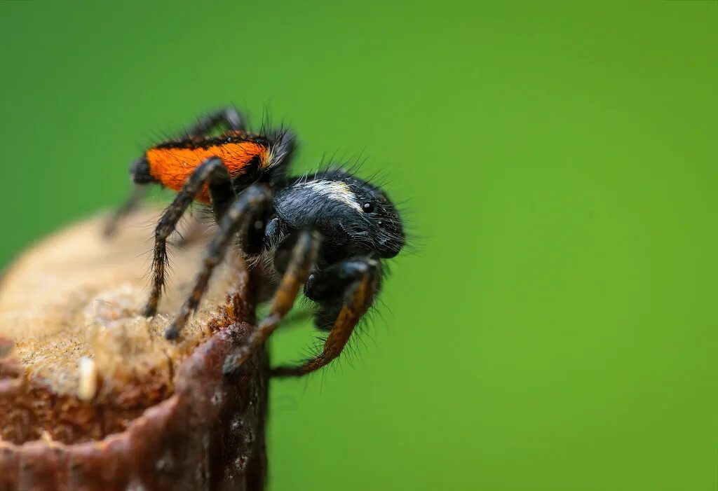 Скакун боярышниковый паук. Скакунчик philaeus chrysops. philaeus chrysops паук. скакун боярышниковый паук красный.