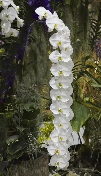 Phalaenopsis sogo yukidian v3 for sale - Фаленопсис Сого yukidian "V3" большими 