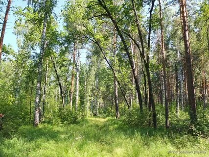 Лесное ульяновская область