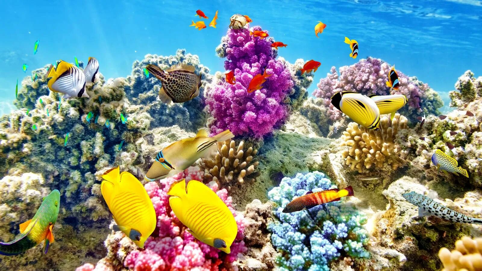 Коралловый риф 4. Риф Фанадир. Подводный риф риф. Подводный мир океана коралловый риф. Коралловый риф Бора Бора.