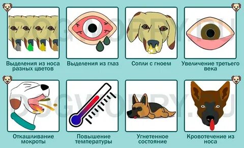 У собаки текут сопли из носа
