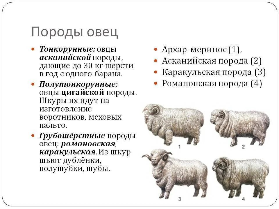Виды содержания овец. Тонкорунные породы овец. породы овец тонкорунные полутонкорунные полугрубошерстные таблица. порода овец тонкорунного шерстного направления продуктивности. баран асканийской тонкорунной породы.