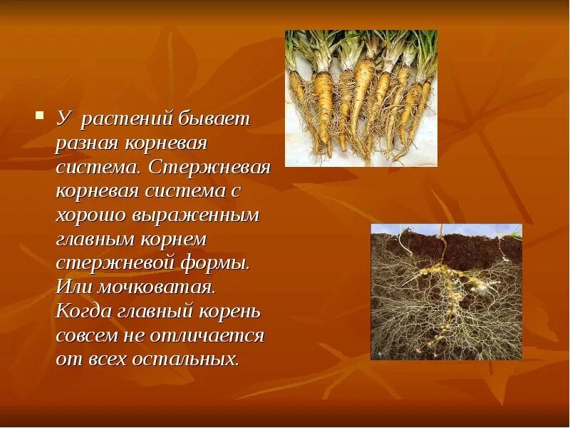 Характеристика корня растения. Интересные факты о корневище. факты о корнях растений. интересные факты о корнях. удивительные корни растений проект.