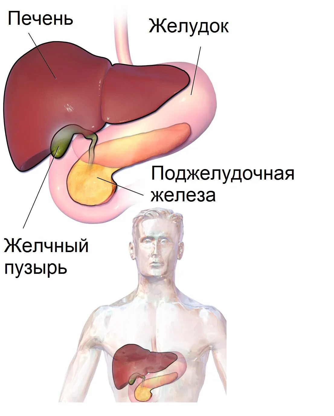 Алкогольный цирроз печени. Особенности алкогольного цирроза печени.