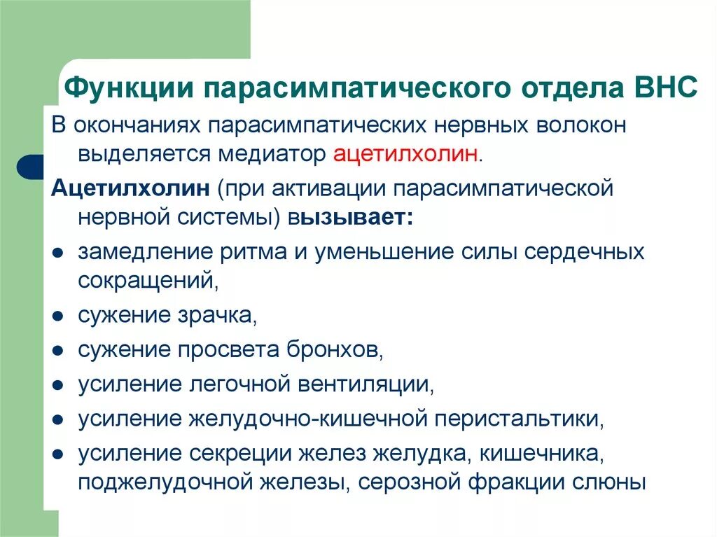 Функции парасимпатической вегетативной нервной системы. Парасимпатический отдел ВНС функции. Функции парасимпатического отдела вегетативной нервной системы. Функции отделов ВНС.