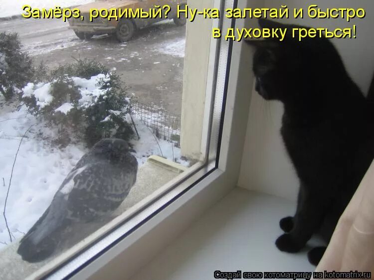 Чтоб не мерзла. Замерз прикол. Кот замерз прикол. Замерзший кот за окном. Прикольные картинки про похолодание.