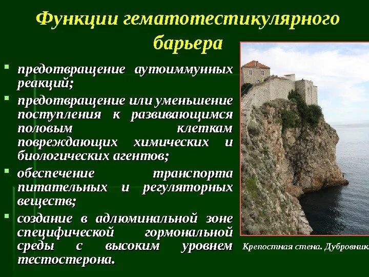 Функция пограничного барьера. Гематотестикулярный барьер функции. гемато-тестикулярный барьер гистология. строение гематотестикулярного барьера.