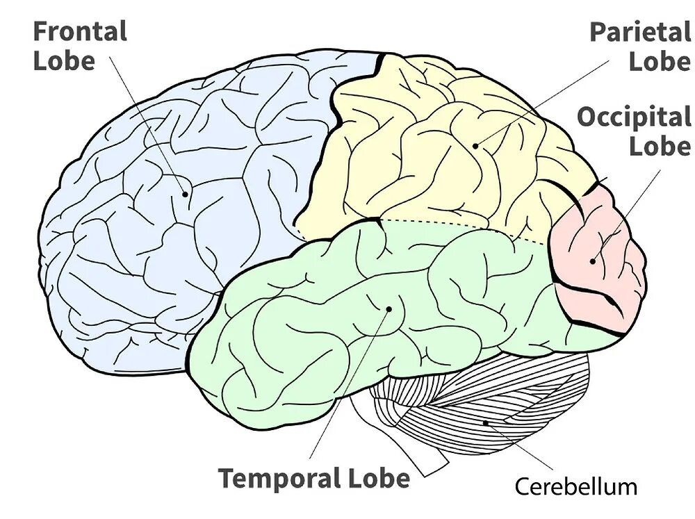 Main brain. Lobes of the Brain. Brain Clipart. Parietal Lobe of Brain. Lobes.