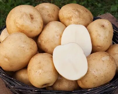 Картофель триумф описание сорта отзывы сроки созревания