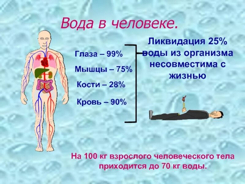 Наличие воды. Вода в теле человека. Вода в организме человека составляет. Вода в органах человека. Вода и человек.