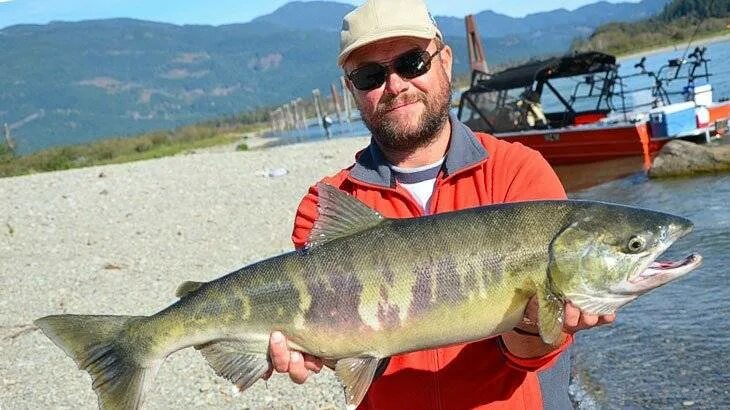 Кетов камчатка