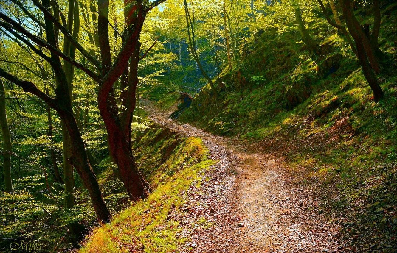 Forest path