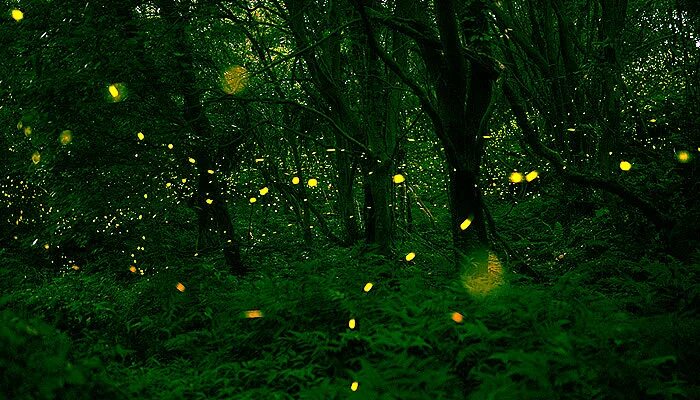 Фон светлячки. Сказочный лес с феями. Светлячки бохоль. Светлячок в природе. Светлячки 5 4.