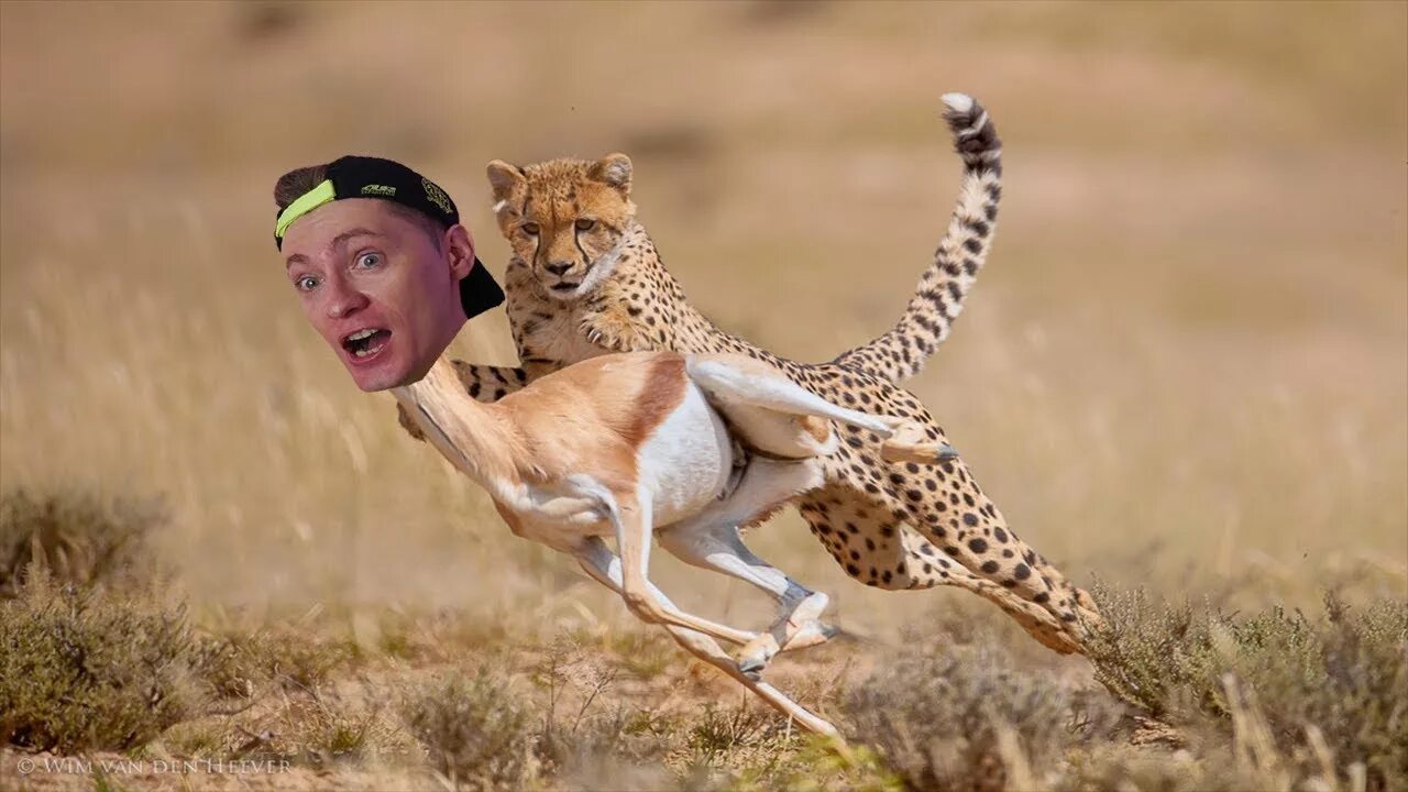 Леопард охотится на антилопу. Бег гепарда гифка. Мы бежим от гепарда. Мы бежим будто от гепарда. Гепард бежит со скоростью 120 км в час.