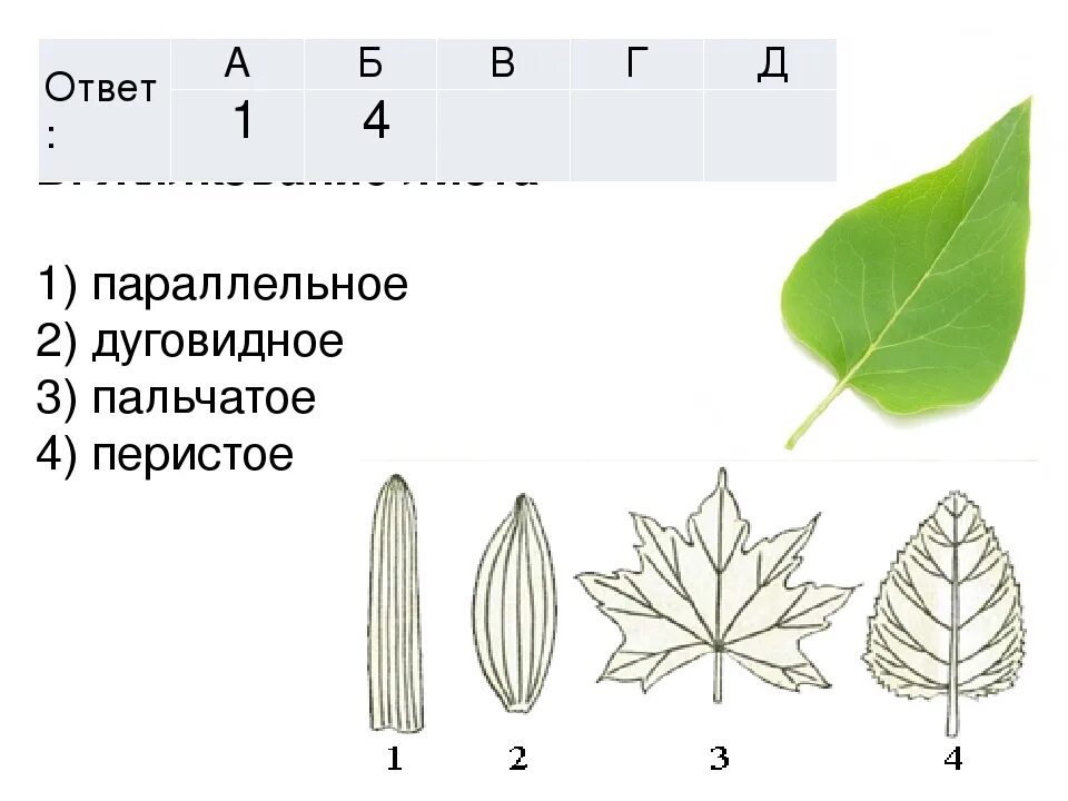 Параллельное 2 дуговидное 3 пальчатое 4 перистое. Яснотка белая жилкование листа. Лилия жилкование листа. Дуговидное жилкование листьев. Жилкование осины.