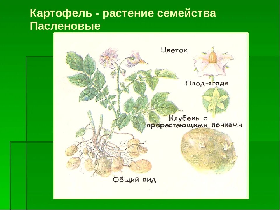 Семейство Пасленовые цветок картофеля. Клубень картофеля это плод. Строение растений семейства Пасленовые. Картофель строение растения. Семейство цветка картофеля