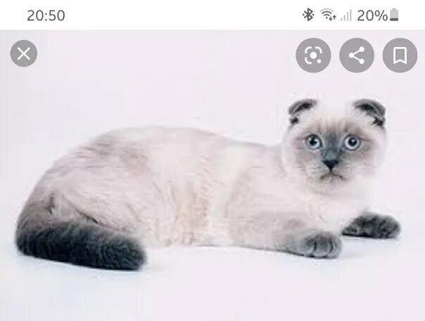 Шотландская вислоухая кошка блю поинт. Шотландская скоттиш фолд блю поинт. Шотландская блю. Блю поинт шотландский вислоухий кот. Блю пойнт британец вислоухий.