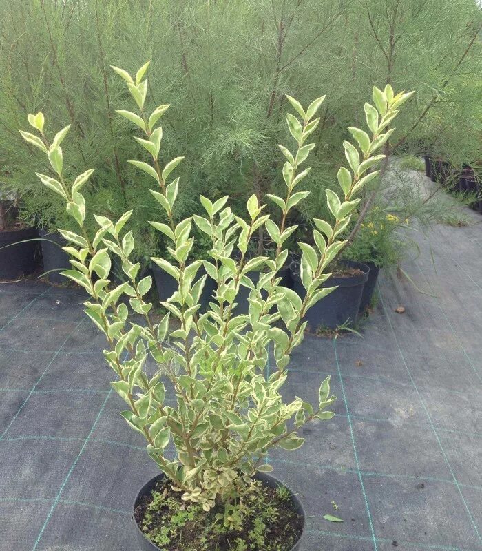 Ligustrum Ovalifolium Aureum Golden Privet Bushes and shrubs, Shrubs, Herbs