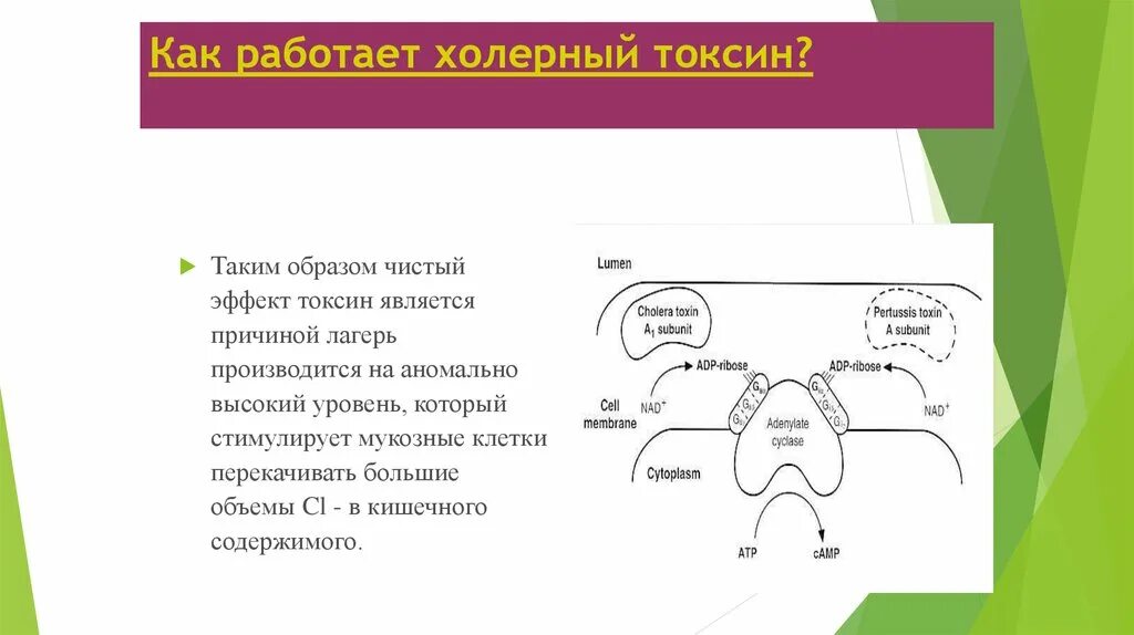 Холерные вибрионы. Патогенез холеры схема. Патогенез холеры микробиология. Холерный токсин механизм действия. Экзотоксин холеры.
