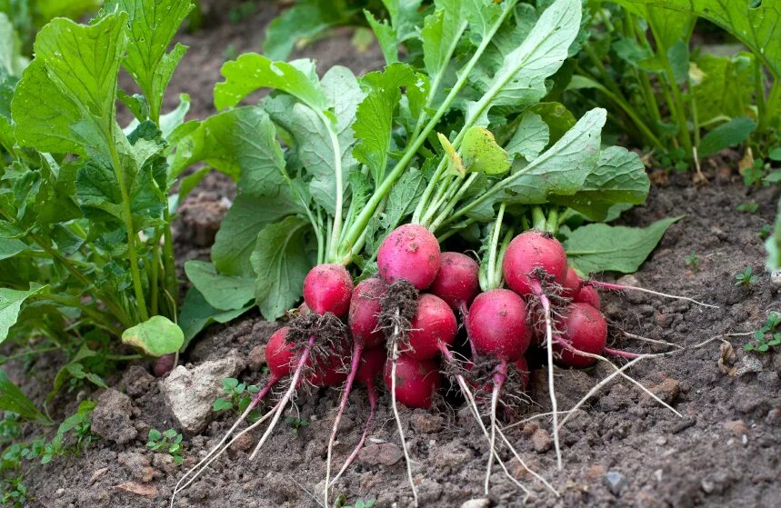 Вредители редиса. Ранний редис посев и уход. Ботва редиса. Земляничная блошка. Всходы редиса.