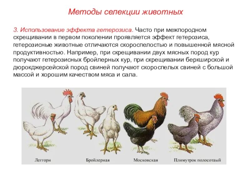 Почему гибриды различных