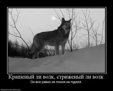 Потому что они волки