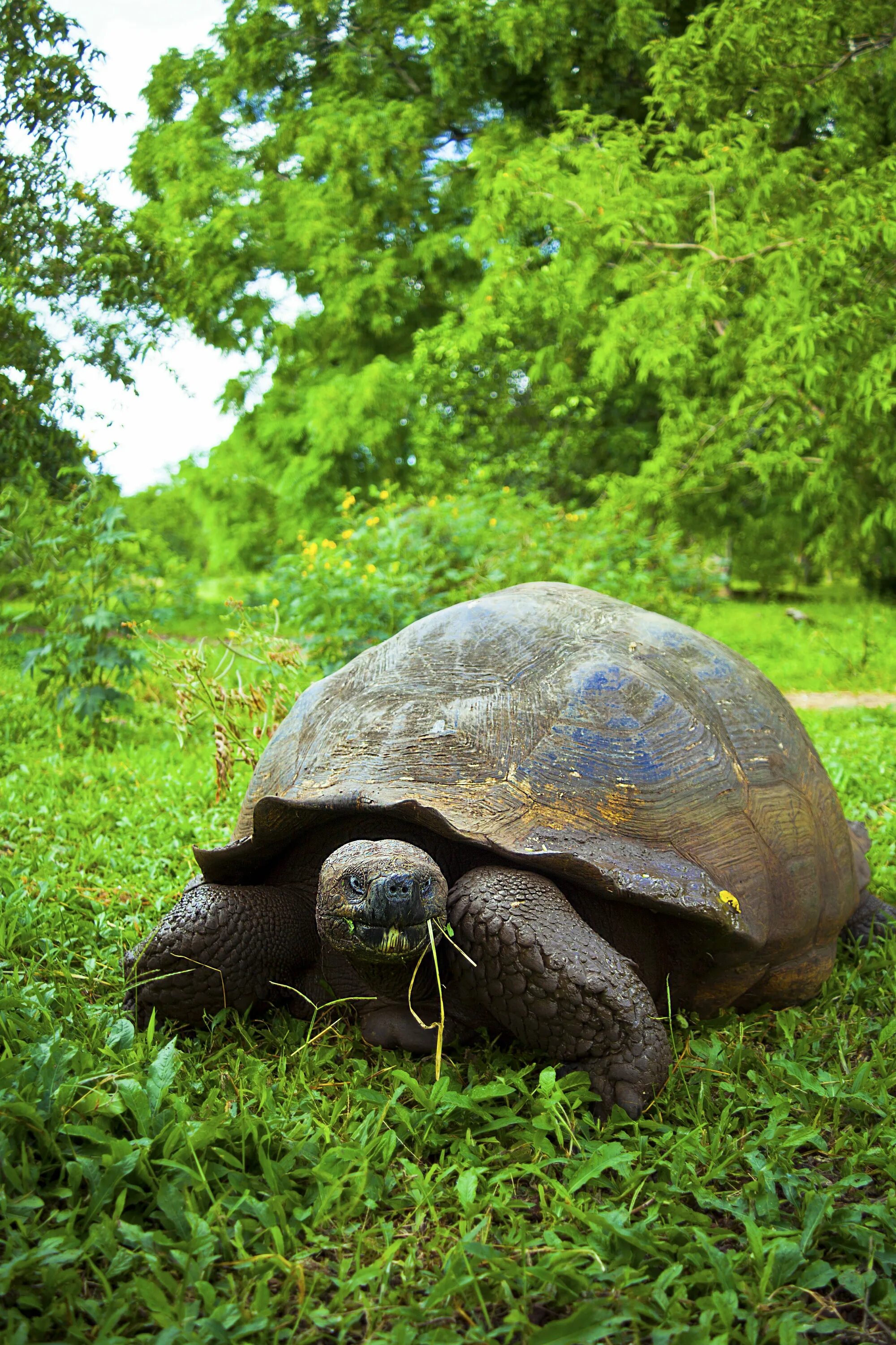 Тортуга черепаха Тортуга. Звездчатая черепаха. Galapagos Tortoise. Галапагосская черепаха Кусто.