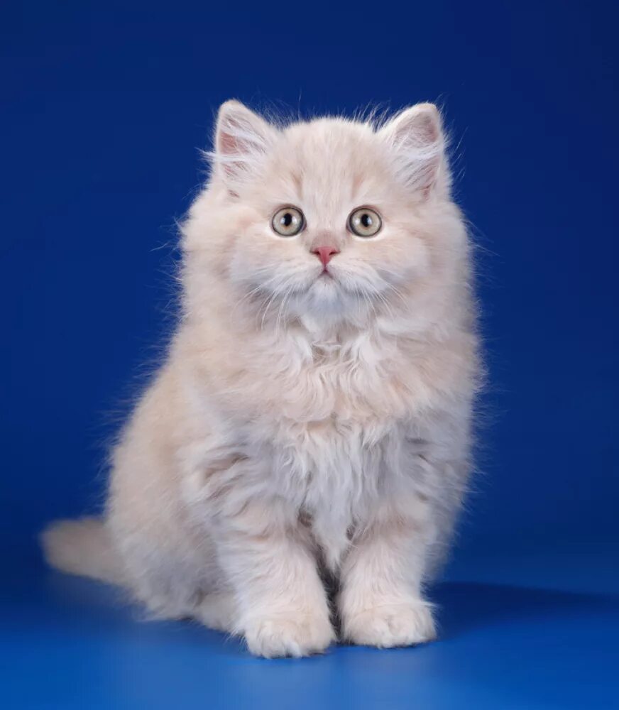 Британские К - Коти в Калуш - OLX.ua
