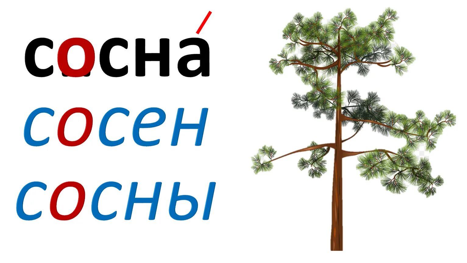 Слово сосна какое окончание. Сосна сосны безударные гласные. Сосна сосны, Страна страны безударный гласный. Сосна сосны одинаковые гласные. Сосна вл сне.