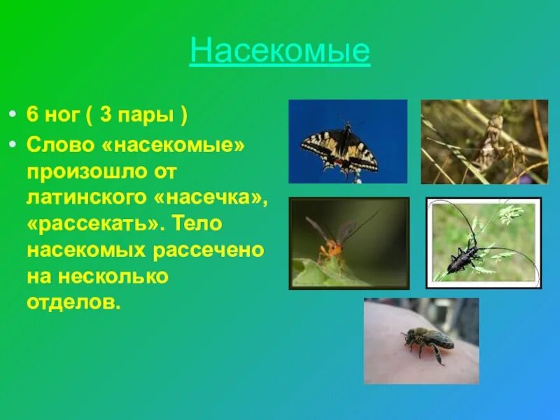 Насекомые это 2 класс. Насекомые 2 класс окружающий мир. Животные класс насекомые. Группы насекомых 2 класс. Текст про насекомых