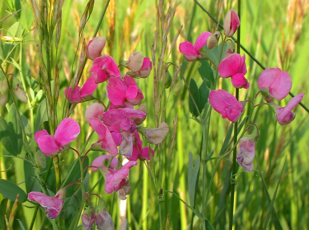 Душистый весной. Душистый горошек латирус латифолиус. чина (lathyrus). луговой душистый горошек. горох лесной (чина лесная) - lathyrus sylvestris.