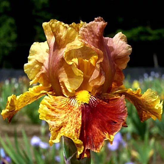 ирис джаст витчери. ирис вестерн эдж. ирисы кононенко 2021. ирисы клондайк кирюшко. ирис maybe magic.