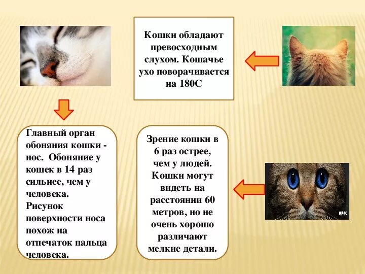 Значение кошек в жизни человека. Роль кошек. Роль кошки в жизни человека проект. Какую роль играют кошки в жизни человека. Играет роль кошки
