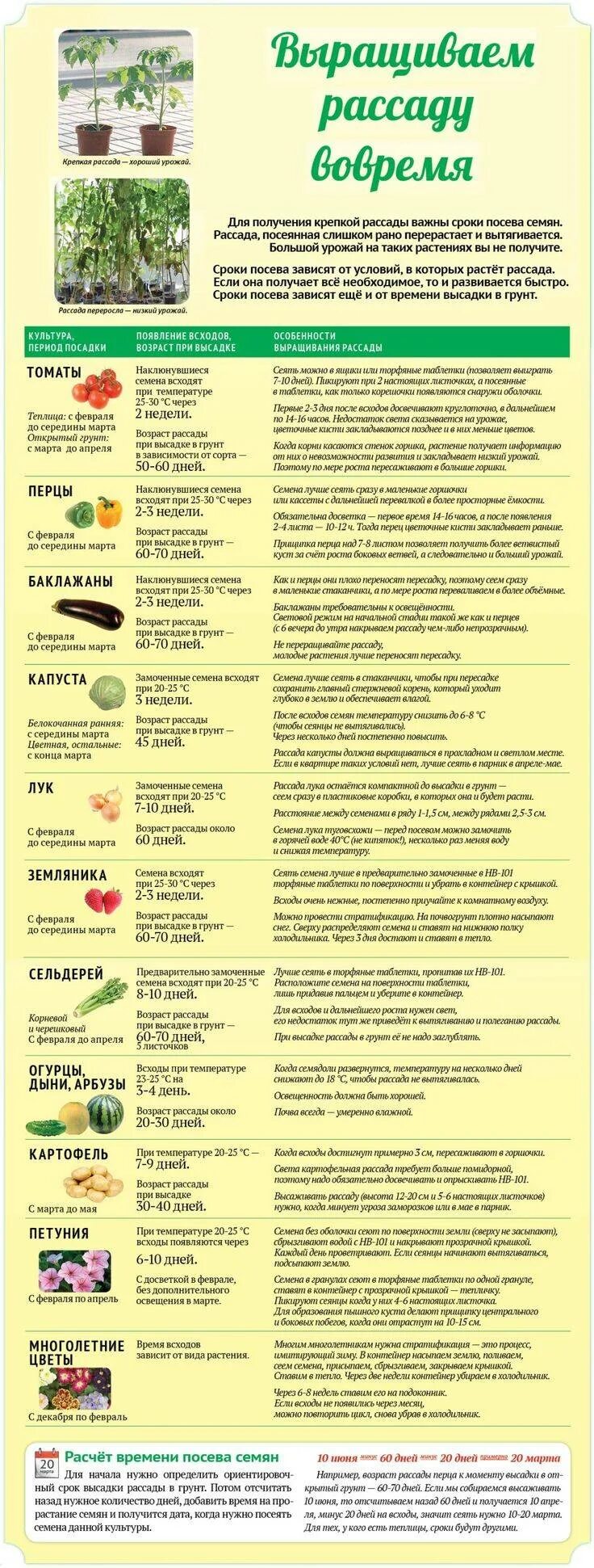 Сроки высадки капусты. Таблица рассады овощей для высадки в грунт. Сроки посева овощей. Сроки посева овощей на рассаду. Сроки высадки семян на рассаду.