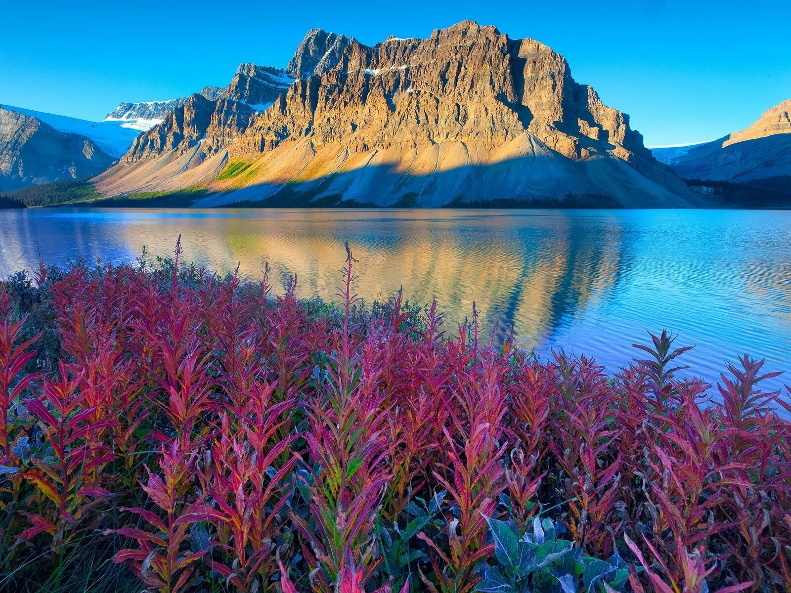 Национальный парк Банфф, Канада. Цветы Канады Банф. Растительность канады