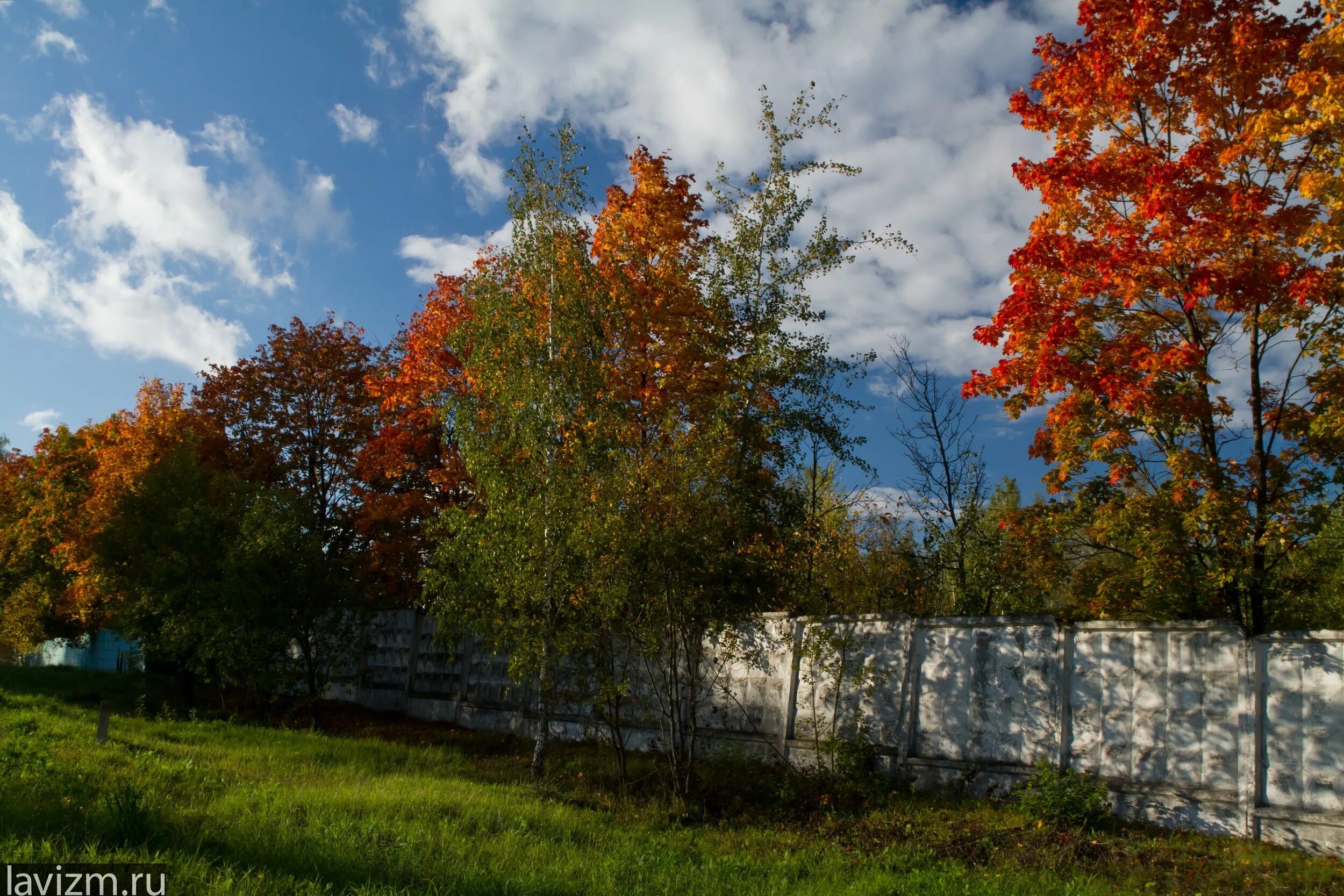 осень клены березы. клён берёза. березка клен. березка клен. березка клен.