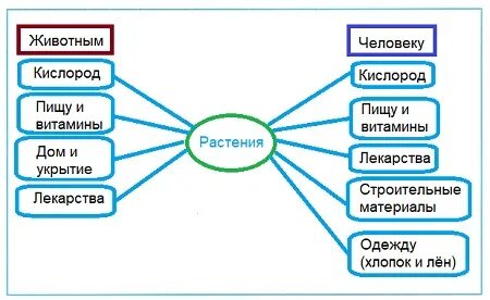 Схема что дают растения животным