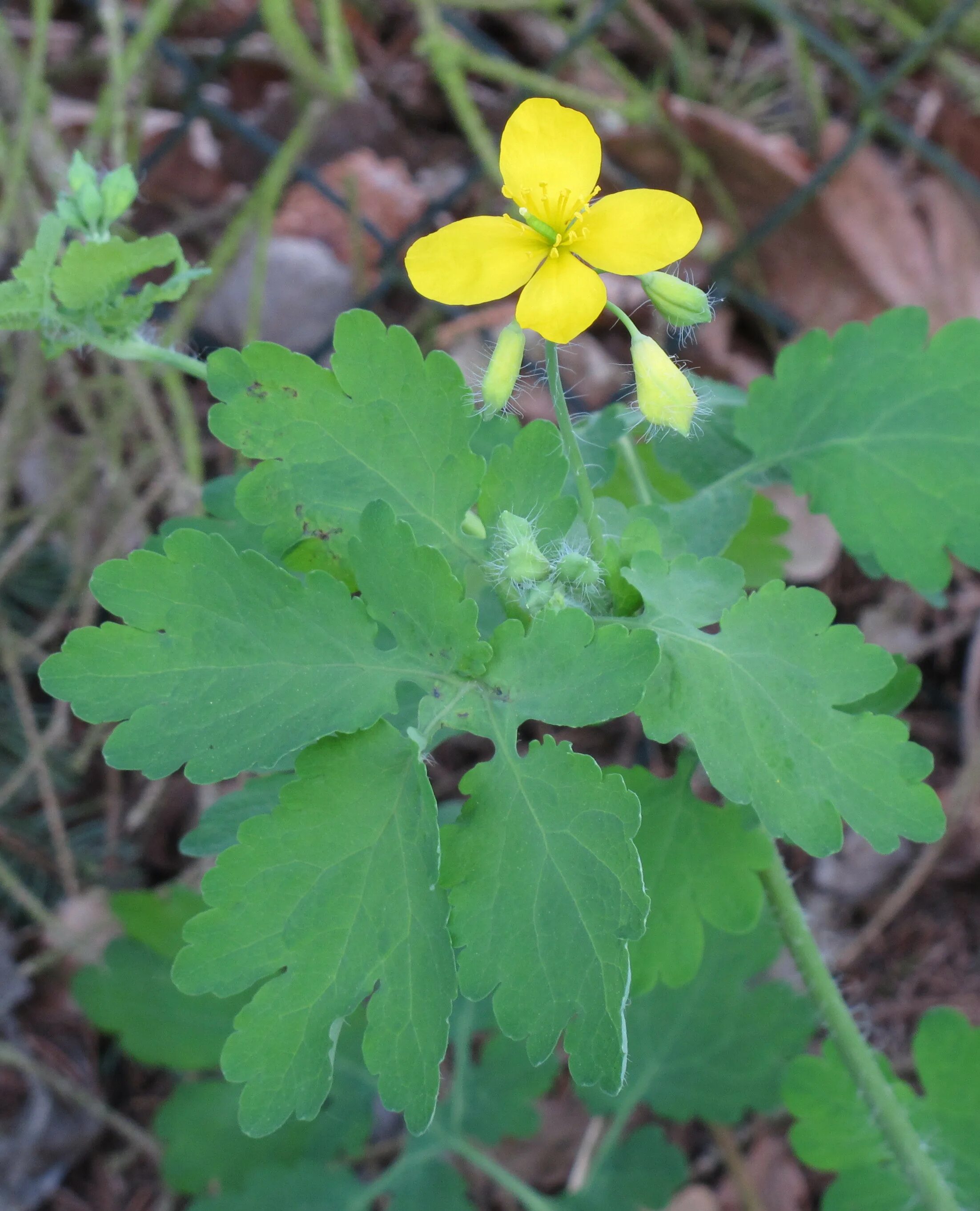 Chelidonium majus. Чистотел Chelidonium majus. Chelidonium majus гербарий. Chelidonium majus плодолистиков.