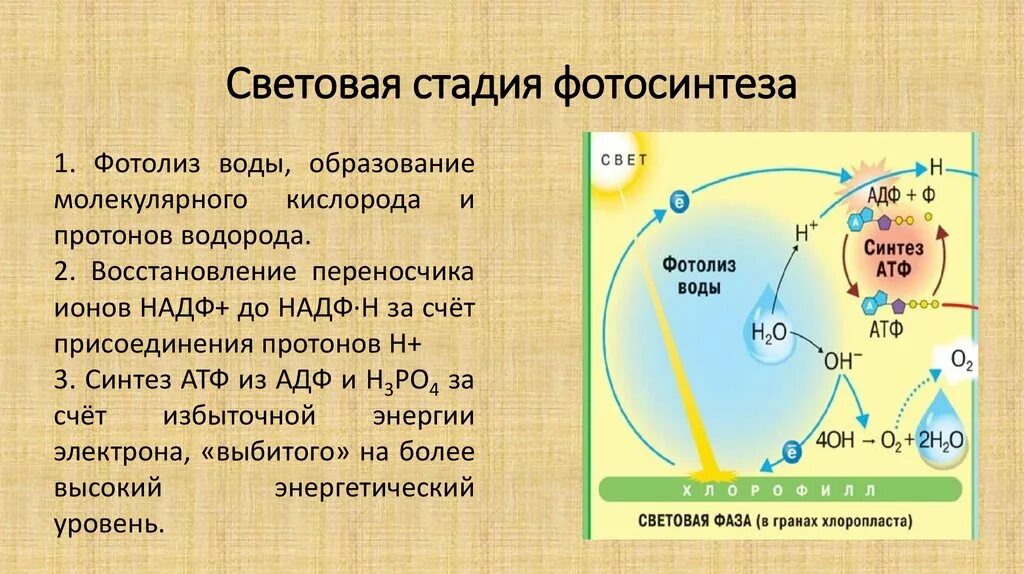 Протон водорода h