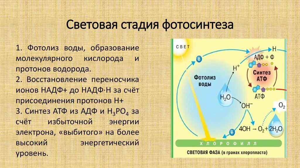 Кислород образовавшийся в световой фазе. Фотолиз воды фотосинтез. Фотолиз воды фаза фотосинтеза. Фотолиз воды в световой фазе. Фотолиз - световая,.