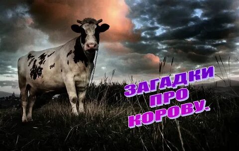 Загадка корова