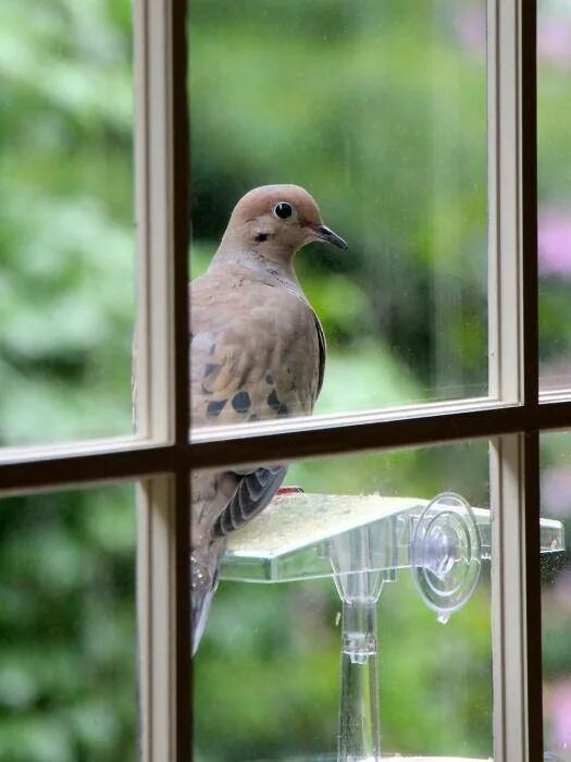 Птица на подоконнике. Птицы на окна. Птички за окном. Птица стучится в окно.