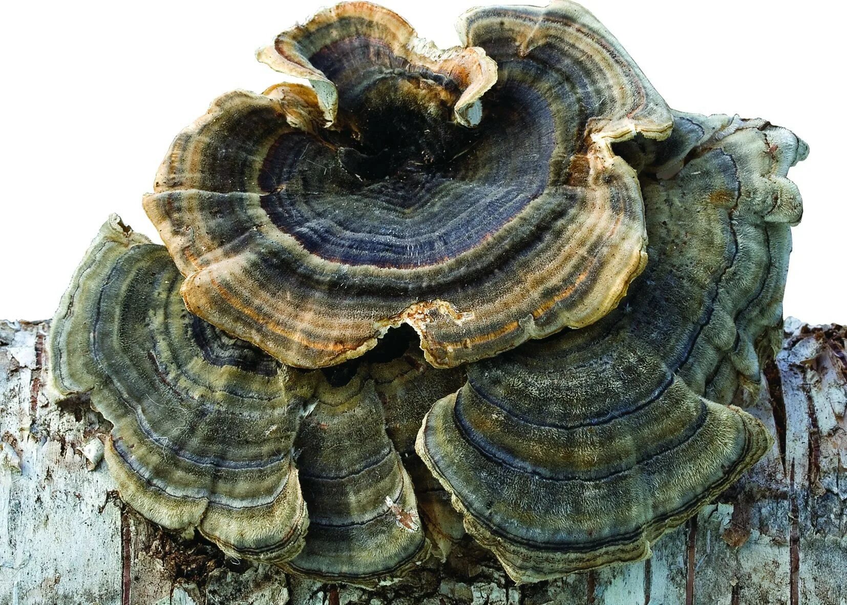 Траметес разноцветный (trametes versicolor). Траметес разноцветный трутовики. Trametes versicolor (Траметес разноцветный) гименофор. Трамета гриб. Трутовик свойства