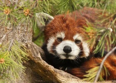 Red panda