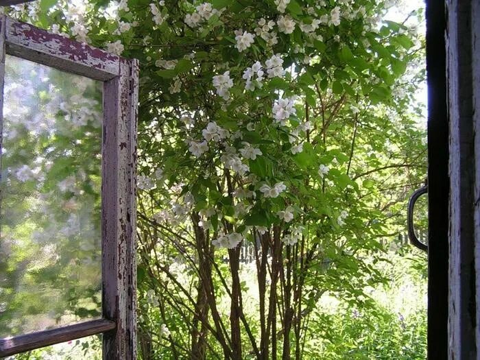 Ветки цветущих черешен смотрят мне в окна. Окно весна. сад за окном. цветущий сад за окном. цветущий вид с окна.