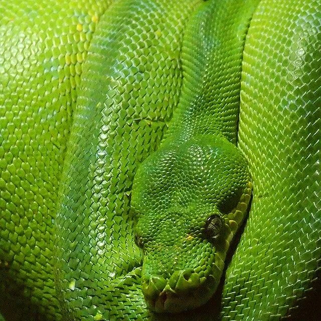 Зеленая буда. Грин Снейк. Змеи. Змеи зеленого цвета. Змеи желто зелёного цвета.